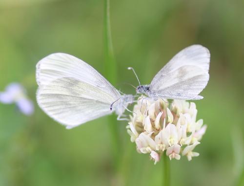Leptidea sp.